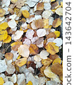 Detailed overhead view of a textured ground covering of varied autumn leaves, including heart-shaped poplar foliage in hues of yellow, bronze, and pale cream. A perfect seasonal texture. 143642704