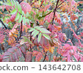 A close-up of vibrant autumn leaves changing color. Green pinnate compound leaves transition to shades of pink and red on dark branches, marking the shift to fall in a natural setting 143642708