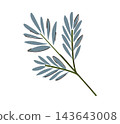 Hand Drawn Blue Leaf Branch Christmas Decoration, Flat Winter Foliage Twig Illustration Isolated on White 143643008
