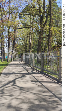 Delicate tree shadows filter through the foliage and fall across a textured asphalt surface. Delicate tree shadows filter through the foliage and fall across a textured asphalt surface. 143643145