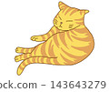 Sleepy tabby cat 143643279