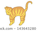 A tabby cat stretching 143643280