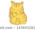 A tabby cat washing its face 143643281