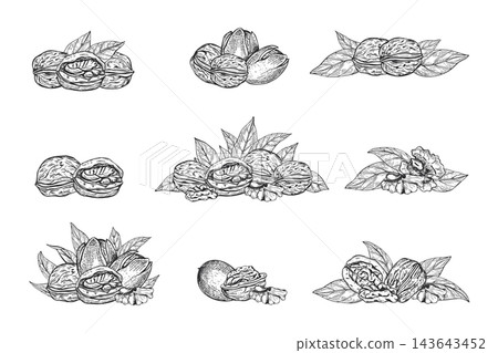 Set of walnut compositions hand drawn black ink vector illustration. Nuts in shell, kernels and leaves monochrome graphic sketch. Nut clip art for culinary, bakery menu, oil label, gourmet recipe Set of walnut compositions hand drawn black ink vector illustration. Nuts in shell, kernels and leaves monochrome graphic sketch. Nut clip art for culinary, bakery menu, oil label, gourmet recipe 143643452