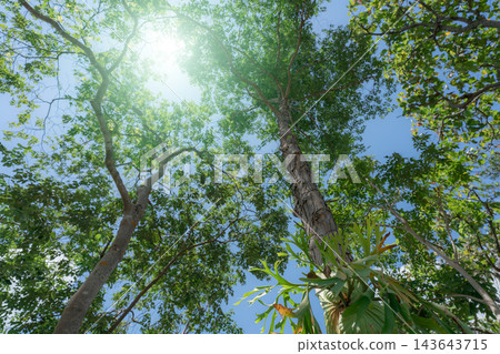 Low angle view of tall green trees and tropical forest canopy under bright summer sunlight, natural woodland environment representing ecology, oxygen production and environmental conservation Low angle view of tall green trees and tropical forest canopy under bright summer sunlight, natural woodland environment representing ecology, oxygen production and environmental conservation 143643715