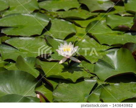 Water lily flower blooming in the pond Water lily flower blooming in the pond 143643982