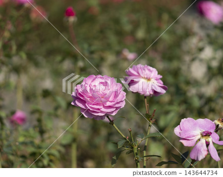 花壇裡盛開著粉紅色的玫瑰。 143644734
