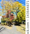 Under the clear blue autumn sky, the trees and park paths are adorned with yellow leaves. 143644871