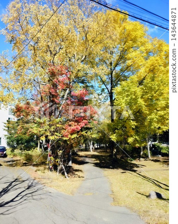在晴朗的秋日藍天下,樹木和公園小徑上鋪滿了金色的落葉。 在晴朗的秋日藍天下,樹木和公園小徑上鋪滿了金色的落葉。 143644871