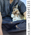 A Lionhead Rabbit sits quietly on its owner's lap. 143645135