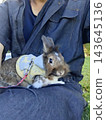 A Lionhead rabbit wearing a harness relaxes on its owner's lap. 143645136