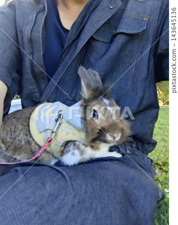 A Lionhead rabbit wearing a harness relaxes on its owner's lap. 143645136