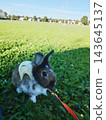 A Lionhead rabbit enjoying a walk on a lush green lawn while wearing a harness. 143645137