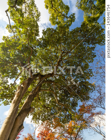 A Japanese holly tree bearing ripe red berries. A Japanese holly tree bearing ripe red berries. 143646754