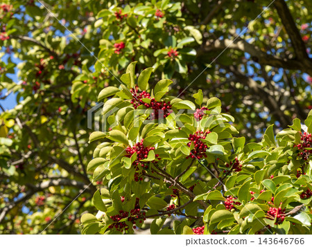 一棵結滿成熟紅色莓果的日本冬青樹。 143646766