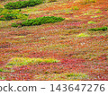A red carpet spreads across the 143647276