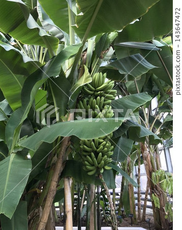熱帶花園裡的香蕉 熱帶花園裡的香蕉 143647472