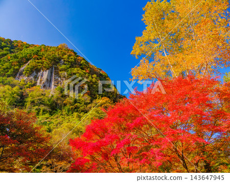 A view from the Reitoku Valley Nature Trail in autumn, looking up at the majestic, strangely shaped rock formations towering above, adorned with the vibrant autumn foliage at its peak. A view from the Reitoku Valley Nature Trail in autumn, looking up at the majestic, strangely shaped rock formations towering above, adorned with the vibrant autumn foliage at its peak. 143647945