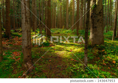 Sunlight filters through tall forest trees onto green ground cover on an autumn day 143647953