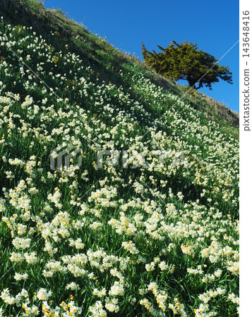 伊豆豆木崎的水仙花園 伊豆豆木崎的水仙花園 143648416