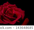 A red rose with water droplets stands out against a jet-black background (copy space on the right). 143648685