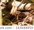 A lizard resting on fallen leaves 143648950