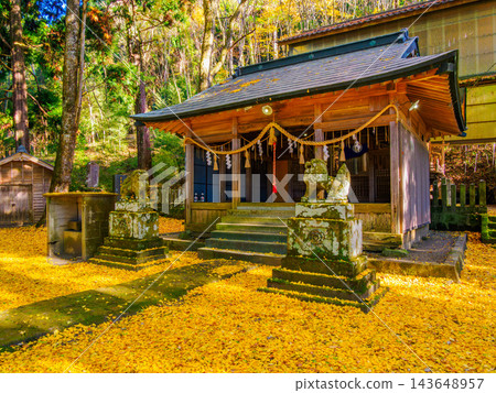 在秋高氣爽的午後，白鳥神社的神社建築群被鋪滿金黃色銀杏葉的美麗地毯所環繞。 143648957