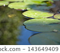 Lotus leaves floating on the water 143649409