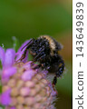 A bumblebee in the dew on a flower 143649839