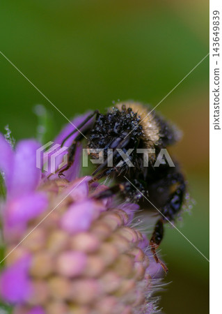 A bumblebee in the dew on a flower A bumblebee in the dew on a flower 143649839
