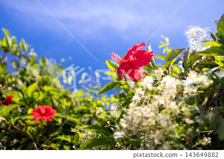 沖繩之花 / 木槿花 / 扶桑花 143649882