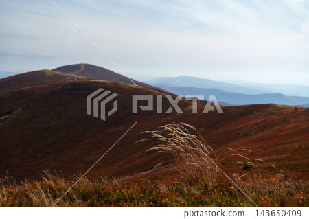 Dry golden grass close up with autumn Borzhava mountain ridge in the background. Dry golden grass close up with autumn Borzhava mountain ridge in the background. 143650409