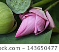 Vibrant deep pink lotus flower and green seed pod on a fresh green leaf. 143650477