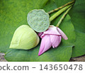 Vibrant deep pink lotus flower and green seed pod on a fresh green leaf 143650478