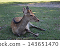 Deer resting in the grassland 143651470
