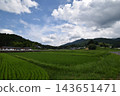 Rice paddies surrounded by blue skies and mountains 143651471