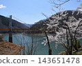 A suspension bridge and lake viewed through cherry blossoms. 143651478