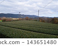 Tea plantations spread across the mountainside 143651480