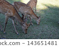 Two deer eating grass side by side. 143651481