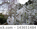White cherry blossoms blooming all over the branches 143651484