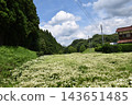 A cluster of white flowers spreads across the mountain village. 143651485