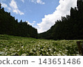 White flowers cover the forest valley 143651486