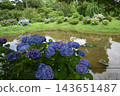White hydrangea in full bloom 143651487