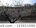 Close-up of plum blossoms 143651488