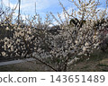 White plum tree in full bloom 143651489
