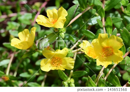馬齒莧(馬齒莧科),馬齒莧屬的黃色花朵。 馬齒莧(馬齒莧科),馬齒莧屬的黃色花朵。 143651568