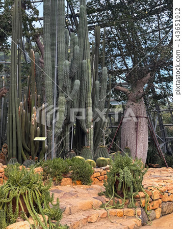 Tall Cacti and Succulents Growing in a Glass Conservatory Tall Cacti and Succulents Growing in a Glass Conservatory 143651912