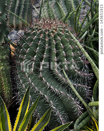 Large round spiky barrel cactus growing in a succulent garden Large round spiky barrel cactus growing in a succulent garden 143651915