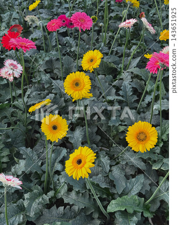 Vibrant yellow and pink gerbera flowers growing in a garden bed Vibrant yellow and pink gerbera flowers growing in a garden bed 143651925