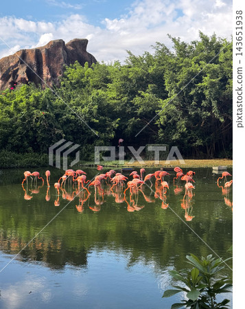 Flock of pink flamingos wading in a tropical pond Flock of pink flamingos wading in a tropical pond 143651938